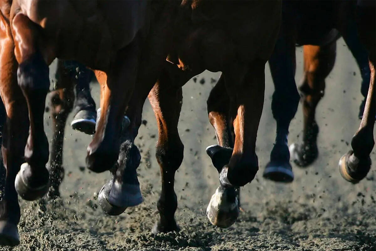 The Nevada Gaming Commission increases the penalty against horse trainers in cocaine drugs | Casinos and games